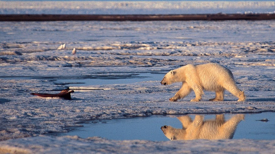 polar bear in artic